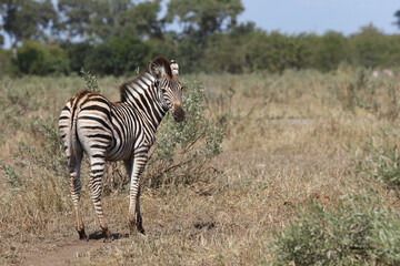 Steppenzebra / Burchell's zebra / Equus burchellii....
