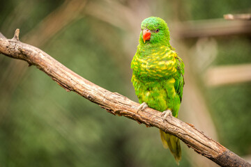 yellow-spotted lori portrait in nature
