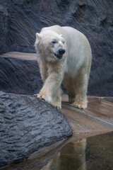 Fototapeta premium The polar bear portrait in nature