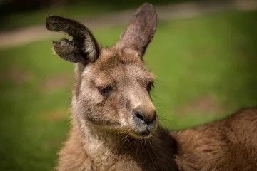 Foto op Aluminium red kangaroo portrait in nature © jurra8