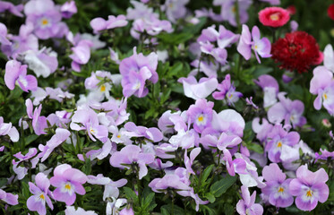 Violet viola blooming in the garden