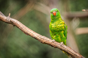 yellow-spotted lori portrait in nature