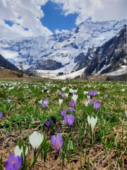 Krokusfeld in Mittersill im SalzburgerLand