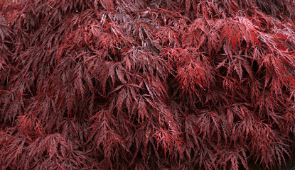 Japanese maple with red leaves