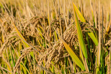 Ripe rice on the farm in autumn season.
