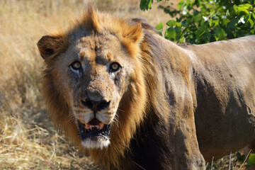 Afrikanischer Löwe / African lion / Panthera leo.