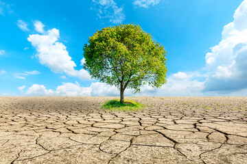 A green tree grows on dry and cracked ground.