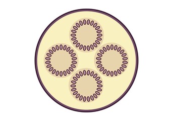 Eggplant slices.  Vector graphics on a white background.