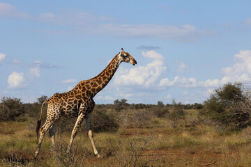 Giraffe / Giraffe / Giraffa camelopardalis