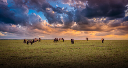 Naklejka na ściany i meble A herd of wild horses, wet after the rain, graze in the meadow, in the evening light of the setting sun