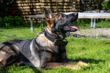 A dog portrait of a happy six months old German Shepherd puppy laying down in green grass. Working line breed