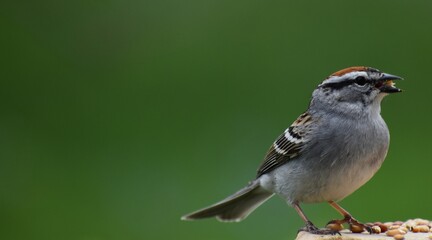 A familiar sparrow at the feeder