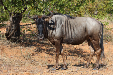 Streifengnu / Blue wildebeest / Connochaetes taurinus