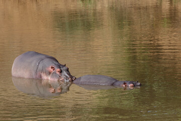 Flußpferd / Hippopotamus / Hippopotamus amphibius