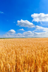 Ripe wheat in the farm field under blue sky.