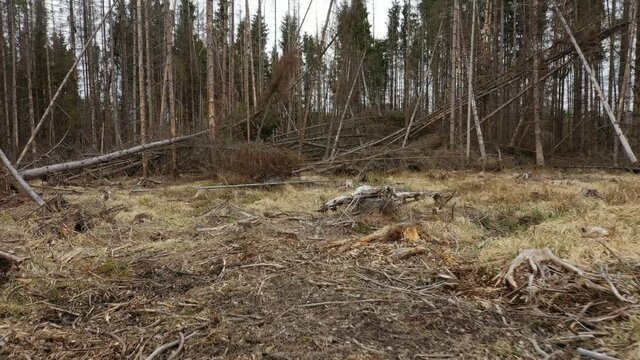 Wood aerial bark beetle stump windstorm storm drone pest Ips typographus dead spruce tree infested and attacked by the European spruce cutting deforestation caterpillar dead, view flying fly