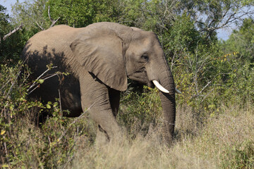 Afrikanischer Elefant / African elephant / Loxodonta africana