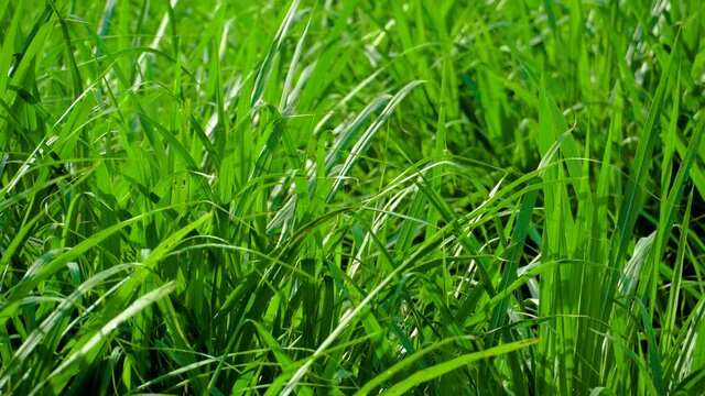 a beautiful plant in paddy field area 