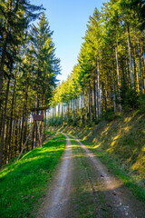 Obraz premium Germany, Hiking trail through beautiful german schwarzwald up on mountain spitzfelsen near haslach kinzigtal in summer passing by a hunter seat