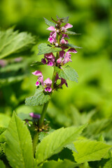 Blühende gefleckte Taubnessel (Lamium maculatum)