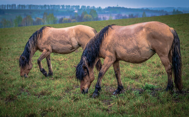 Two horses after a heavy rain, wet and muddy, graze in a meadow at sunset