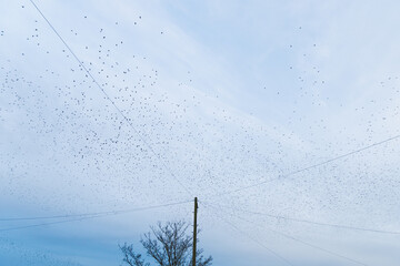 Starling Murmuration in the Cloudy Sky