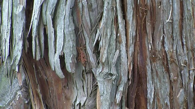 Zoom out on the bark of the hinoki cypress tree (Chamaecyparis obtusa).