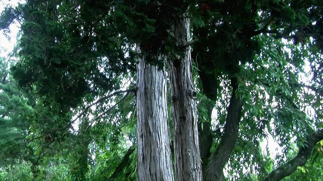 Tilt down on a hinoki tree (Chamaecyparis obtusa) in a Japanese garden.