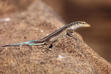 Afrikanischer Streifenskink oder Gestreifte Mabuye / African striped skink / Trachylepis striata uel Mabuya striata