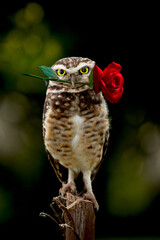 A burrowing owl perched with elegance holds a red rose in its beak as if inviting to dance a tango. Portrait of an Athene cunicularia. Funny digitally modified image with blurred background.