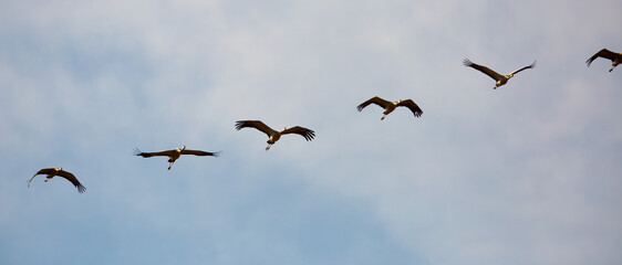 Large flock of cranes flying in blue spring sky. Bird migration time..