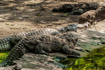 Fototapeta premium Mugger Or Marsh Crocodile Living At The Madras Crocodile Bank Trust and Centre for Herpetology, ECR Chennai, Tamilnadu, South India