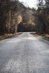 Fototapeta premium Landscape photo of a country road in the forest