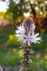 Summer asphodel blooming flowers