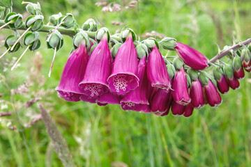 Digitalis purpurea flowers