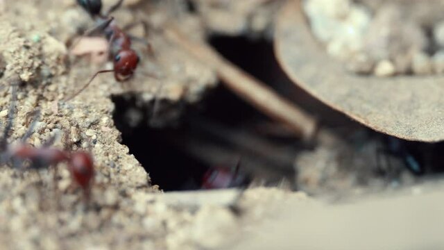 An ant is digging an anthill in the ground.4K Macro