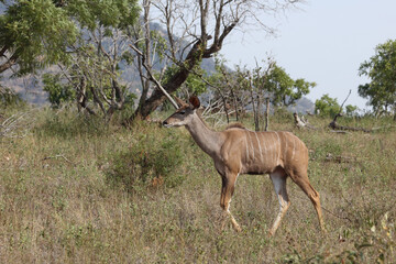 Großer Kudu / Greater kudu / Tragelaphus strepsiceros.