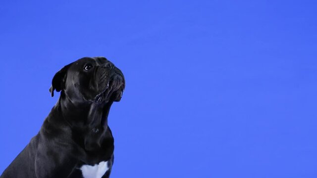 The obedient and trained Cane Corso catches a treat, dog food, and eats it on the fly. The dog poses in the studio on a blue background. Slow motion. Close up.