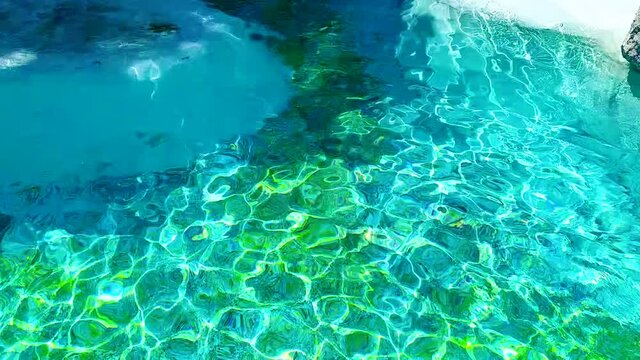 Funny seal swimming and doing acrobatics in pool in the zoo