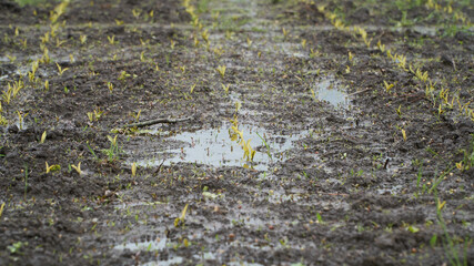 A field of corn/maize where the young plants are in the water due to heavy and prolonged rainfall which will cause crop damage for the farmer