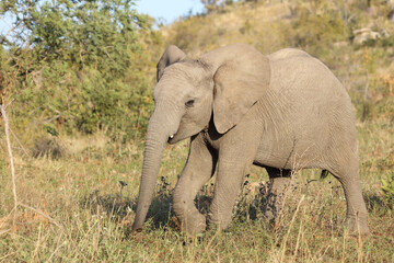 Obraz premium Afrikanischer Elefant / African elephant / Loxodonta africana.