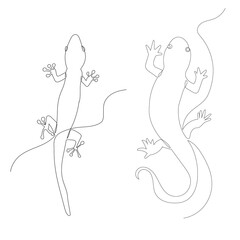 lizard continuous line drawing, sketch, isolated