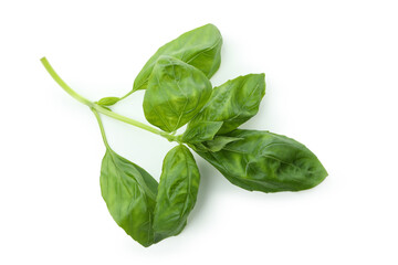 Fresh green basil isolated on white background