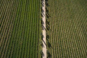 Dirt road top view. Rows in a vineyard, natural pattern above from a drone. Aerial view of the rows of vineyards. Classic vineyards of Italy top view.