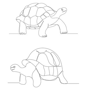 turtle continuous line drawing, sketch, isolated, vector