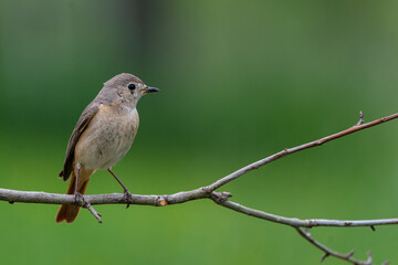 Weiblicher Gartenrotschwanz vor grünem Hintergrund
