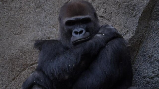 Adult Gorilla thinking close up shot
