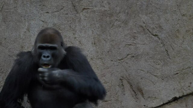 Suspicious Gorilla close up shot