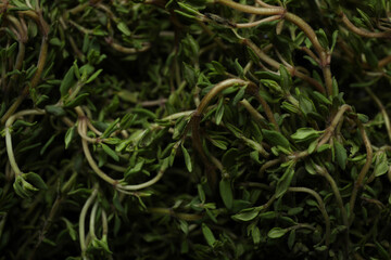 Thyme herb on whole background, close up