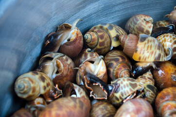 Babylonia areolata on bowl for make seafood.